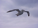 ... und darüber die Möve (daher auch "<a href=http://de.wikipedia.org/wiki/Vogelfluglinie>Vogelfluglinie</a>")! ;-)