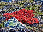 Feuerrotes Blatt-Polster