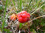 Moltebeere