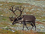 Ein kapitaler Ren-Hirsch