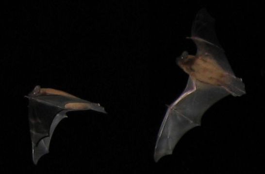 nyctalus noctula