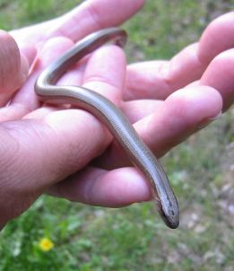 Blindschleiche auf der Hand