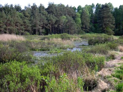 Trunnenmoor
